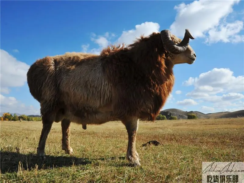 Altay Sheep