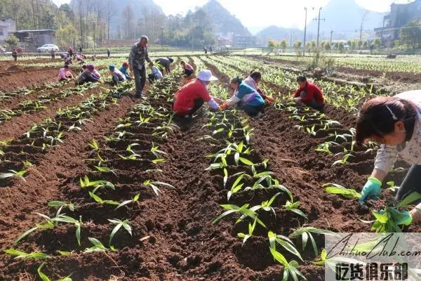 Anlong Bletilla striata Tea