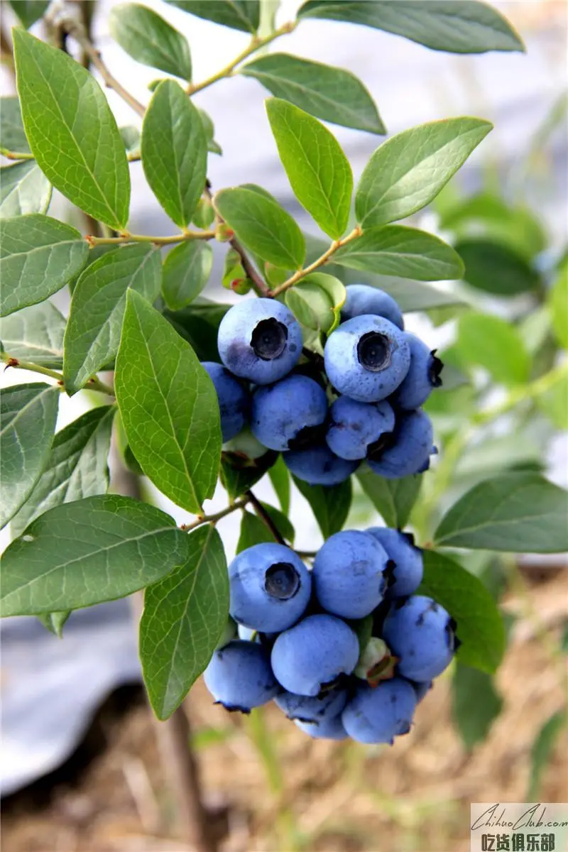 Anren Blueberry