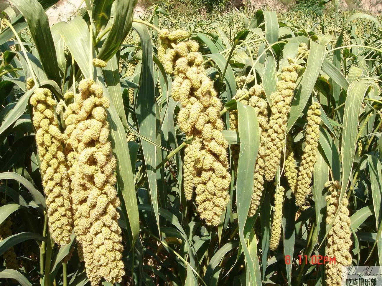 Ansai millet