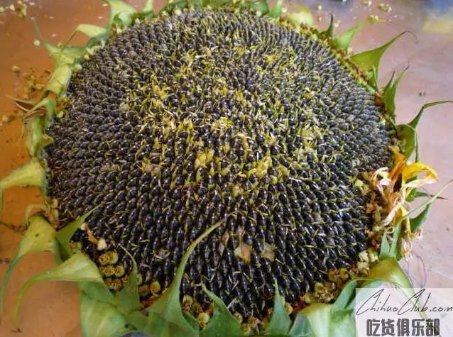 Baicheng Oil Sunflower