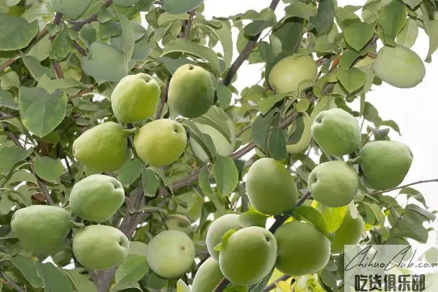 White river papaya