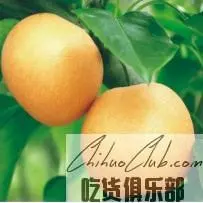 Bailizhou Pear