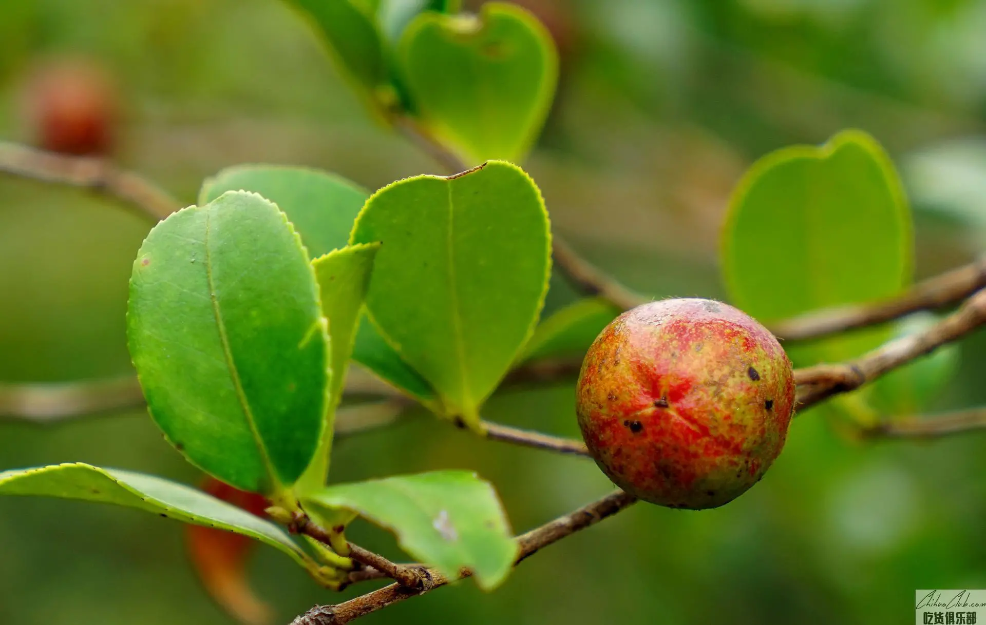 Baise Camellia Oil