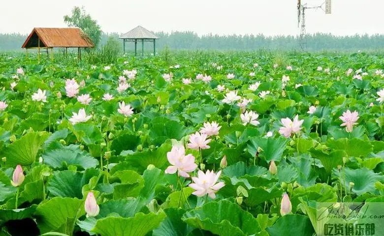 Baoying Lotus Root