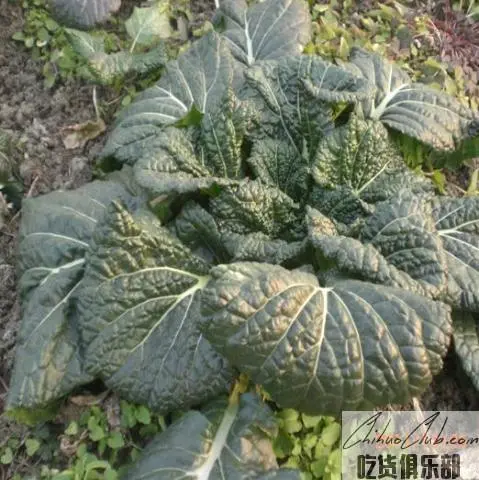 宝应核桃乌青菜