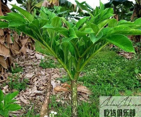 Beichuan Flower Konjak