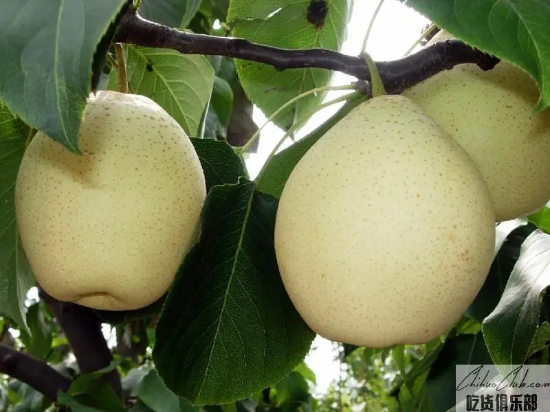 Botou Yali Pear