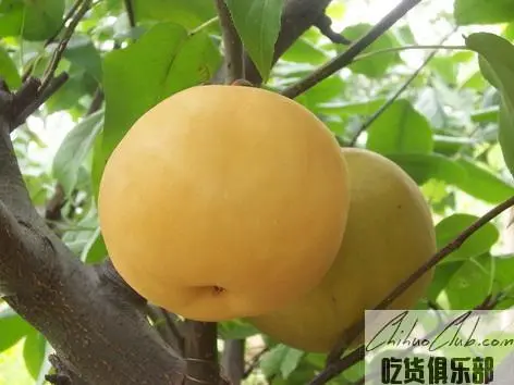 Cangqiao Crystal Pear