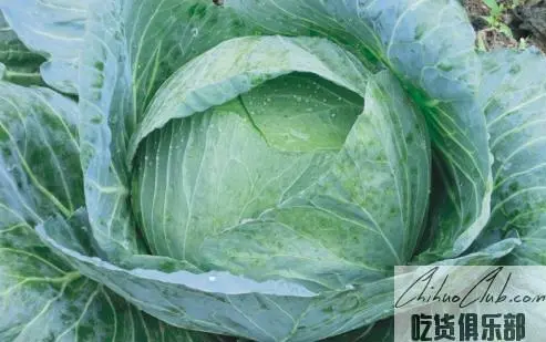 Zengjiashan Cabbage