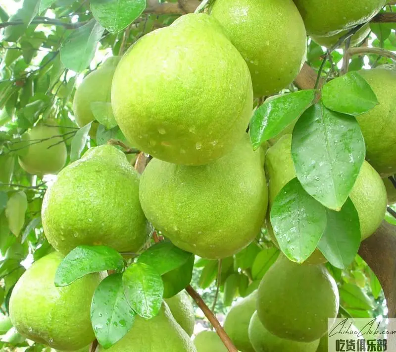 Changba Shatian Pomelo