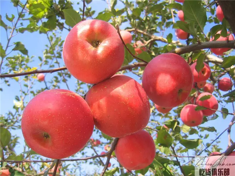 Changping Apple