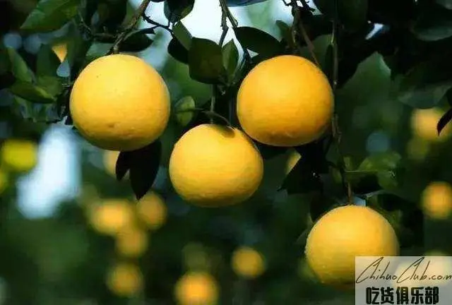 Citrus changshan-huyou