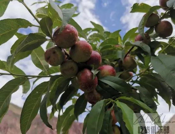 察雅苹果