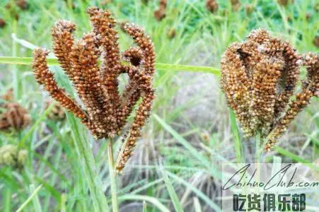 Chayu Dragon claw Millet