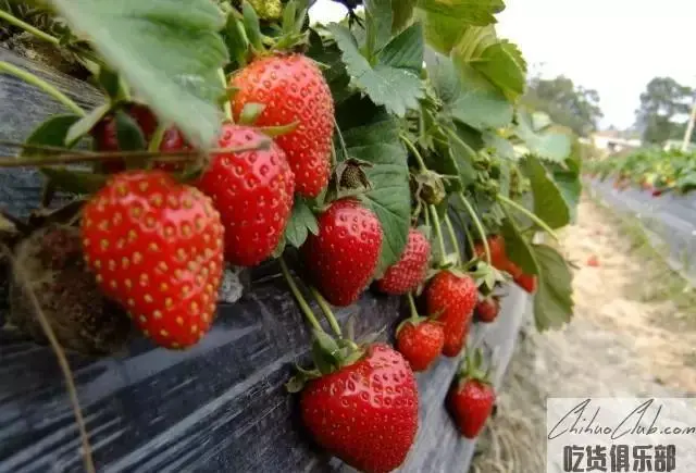 成安草莓