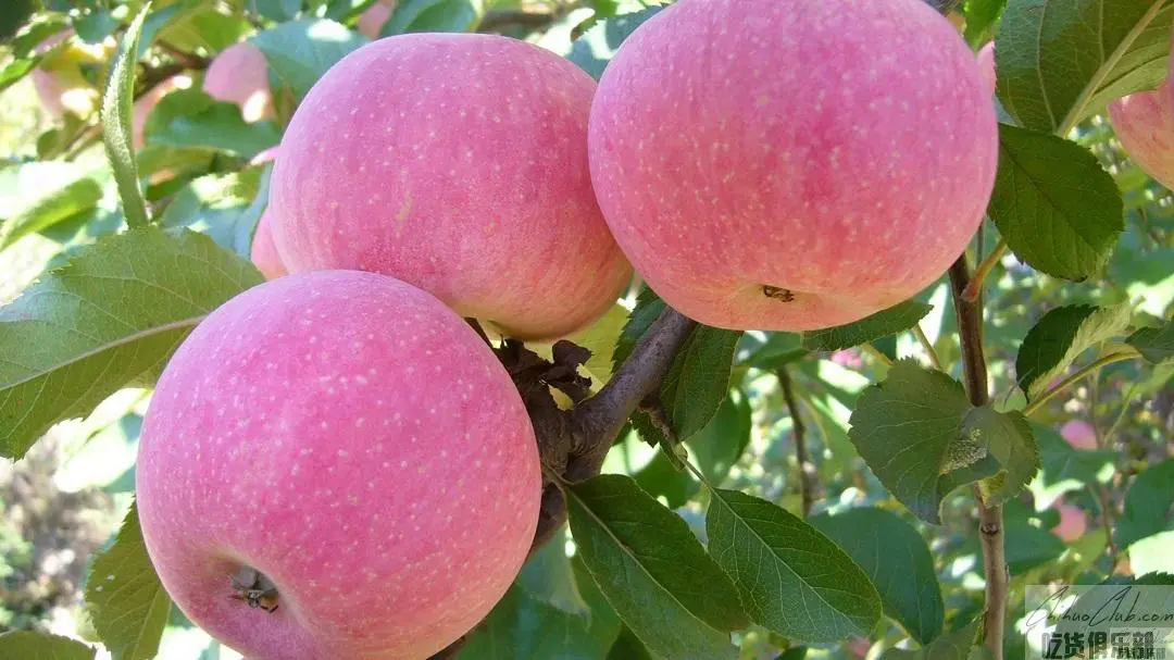 Chengde Guoguang apple