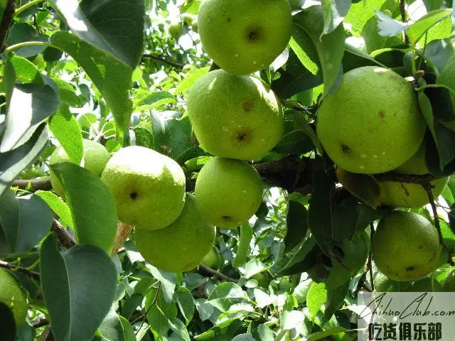 Chenggong Baozhu Pear