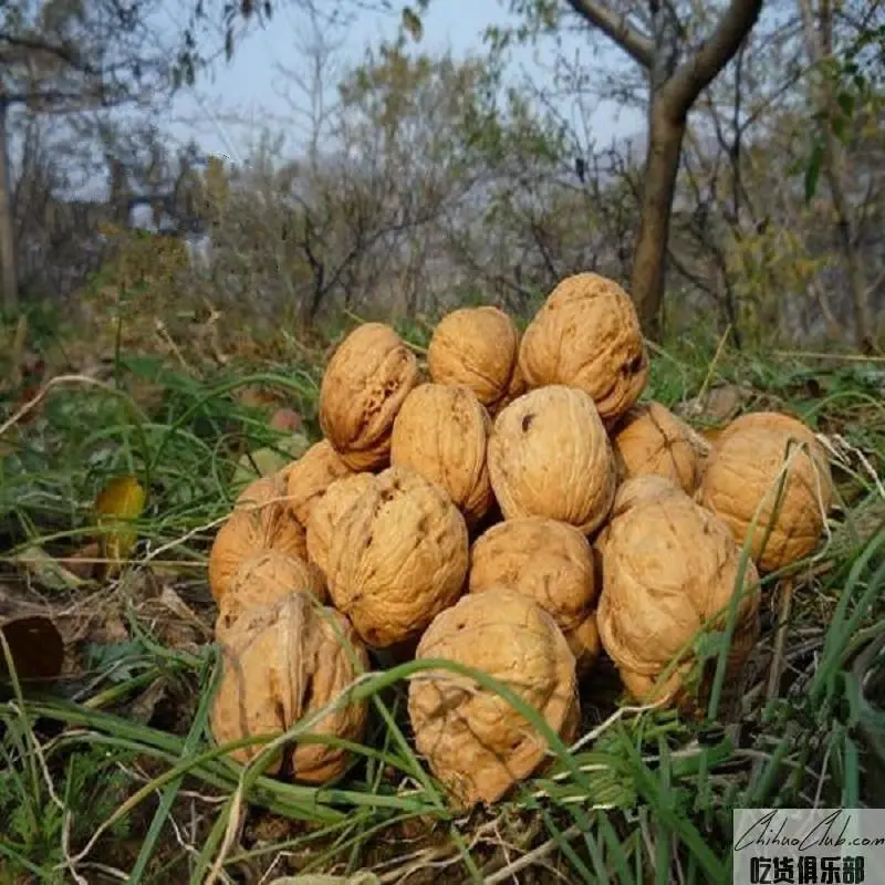 Cheng County Walnut