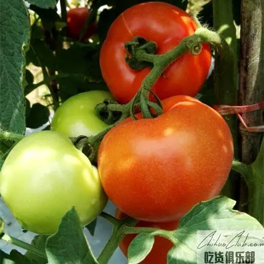 Chetian Tomatoes