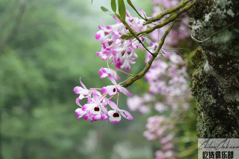 Chishui sarcophagus Dendrobium