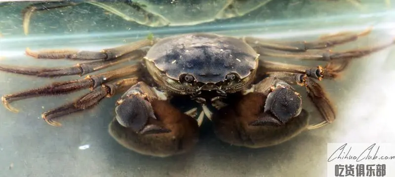 Chongming old hairy crab