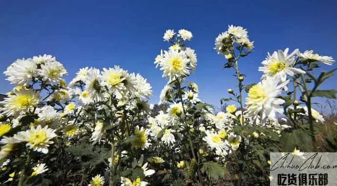 Chuzhou chrysanthemum morifolium