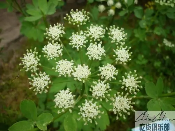 淳安白花前胡