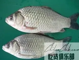 滁州鲫