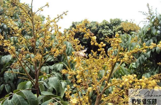 Conghua Litchi honey