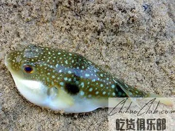 Dalian puffer Fish