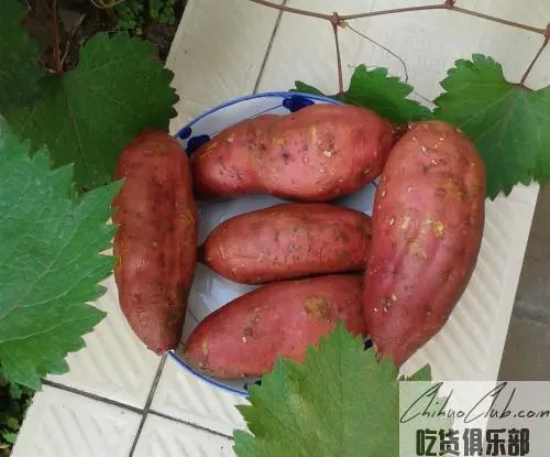 Dalukou Sweet Potato