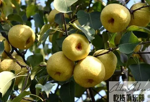 Dangshan Pear