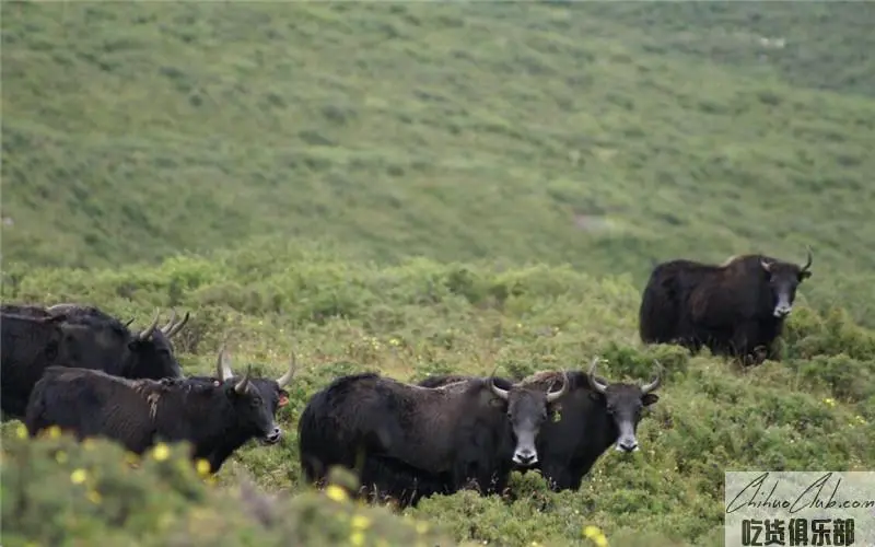 Datong Beef