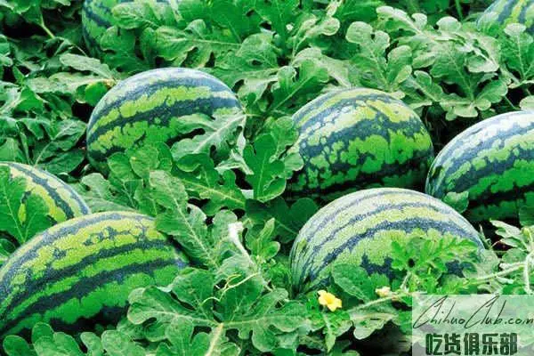 Daxing Watermelon