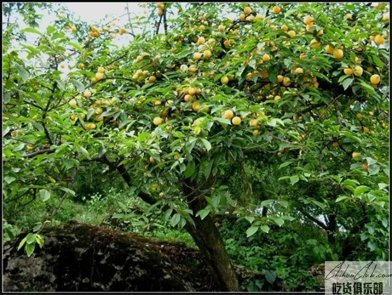 大邑金蜜李