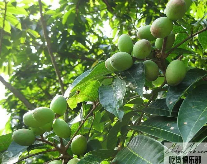 Dazhou Olive Oil