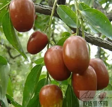 Dianzi long red dates