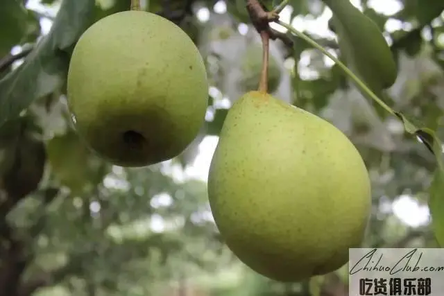 Dingzhou Yali Pear