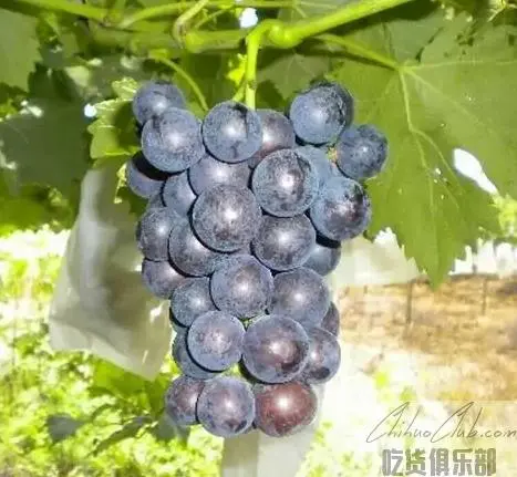 Dingzhuang Grape