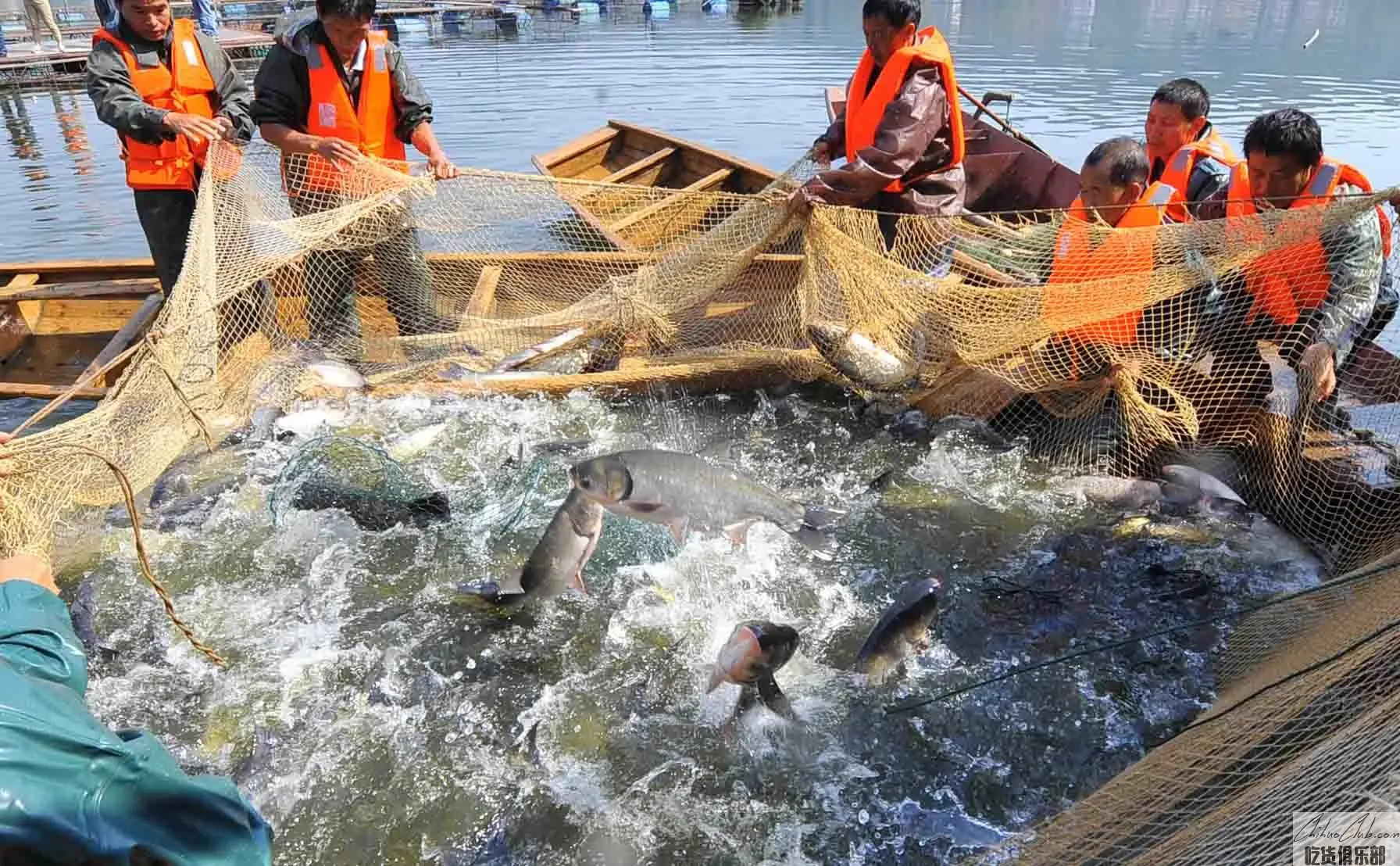 Dongjiang Fish