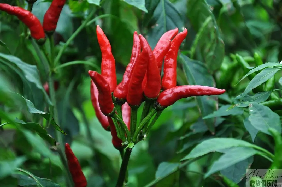 Dongxi Seven Sisters Chilli