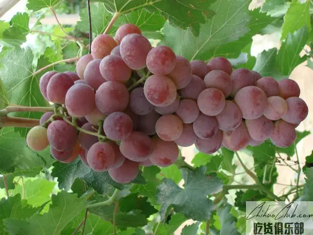 Dunhuang grape