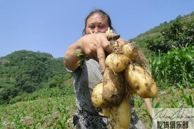 峨边马铃薯