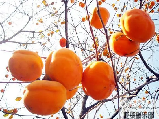 Fangshan millstone Persimmon