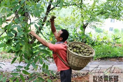 凤山核桃