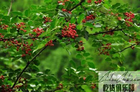 Fengxian Dahongpao Sichuan Pepper (Fengjiao)