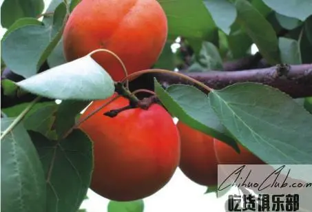 Fu Hong Apricot