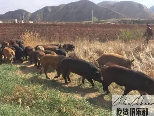 高台河西猪