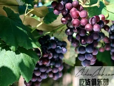 Gongan grape